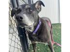 Adopt Tia a Mixed Breed