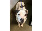 Adopt MAGGIE a Mixed Breed