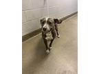 Adopt MICHELLE a Mixed Breed