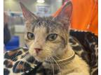 Adopt MAGNOLIA a Domestic Short Hair