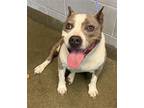 Adopt BLANCHE a Mixed Breed