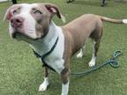 Adopt TINKERBELL a Pit Bull Terrier