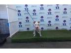 Adopt AURORA a Pit Bull Terrier, Mixed Breed