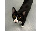 Adopt Suki a Domestic Short Hair