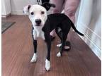 Adopt RASPBERRY a Pit Bull Terrier, Mixed Breed