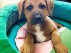 Adopt TAMARIND a Pit Bull Terrier, Mixed Breed