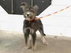 Adopt WILE E. a Poodle, Mixed Breed
