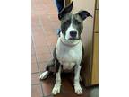 Adopt NELLIE a Pit Bull Terrier, Mixed Breed