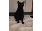Adopt BABY SPICE a Domestic Short Hair