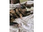 Adopt GINGER SPICE a Domestic Short Hair