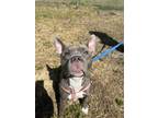 Adopt REMI a Pit Bull Terrier