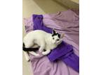 Adopt ZIRCONIA a Domestic Short Hair