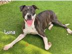 Adopt LUNA a Pit Bull Terrier, Mastiff