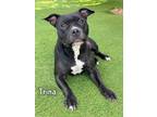 Adopt TRINA a Staffordshire Bull Terrier, Mixed Breed