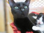 Adopt ESTELLE a Domestic Short Hair