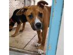 Adopt Rose (Blue Collar) 25529 a Mixed Breed