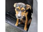 Adopt Dorothy (Red Collar) 25527 a Mixed Breed