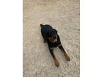 Adopt DELANEY a Rottweiler, Mixed Breed