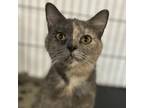 Adopt Milly a Domestic Short Hair