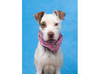 Adopt Irene a Pit Bull Terrier, Mixed Breed