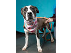 Adopt Lapis a Pit Bull Terrier, Mixed Breed