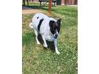 Adopt LUNA a Rat Terrier, Pit Bull Terrier