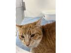 Adopt Zaxby a Domestic Short Hair