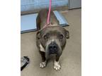 Adopt Lava Girl a Mixed Breed