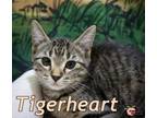 Adopt Tigerheart a Domestic Short Hair
