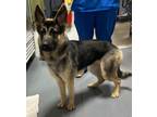 Adopt 24-04-1325 Brisa a German Shepherd Dog