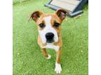 Adopt Irene a Boxer, Mixed Breed