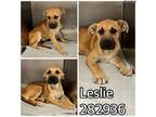 Adopt LESLIE a Mixed Breed