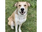 Adopt Eleanor a Great Pyrenees, Husky