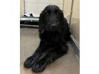 Adopt Mary a Labradoodle