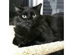 Adopt Floofie a Domestic Long Hair