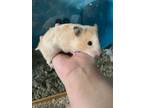 Adopt Omlette a Hamster