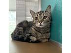 Adopt Trinity a Domestic Short Hair