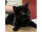 Adopt BINKY a Domestic Medium Hair