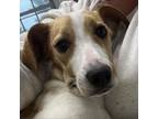 Adopt Cora a Jack Russell Terrier