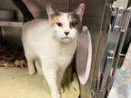 Adopt IVORY a Domestic Short Hair