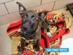 Adopt LOLA a Dutch Shepherd, Mixed Breed