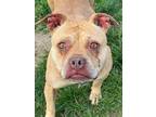 Adopt Nyla a Pit Bull Terrier, Mixed Breed