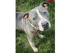 Adopt Joy a Pit Bull Terrier, Mixed Breed