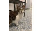 Adopt Moxie a Domestic Short Hair