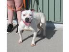 Adopt BUFFY a Pit Bull Terrier, Mixed Breed
