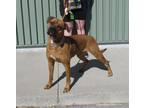 Adopt PRETTY PRETTY PRINCESS a Boxer, Pit Bull Terrier
