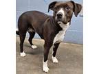 Adopt Evie a Pit Bull Terrier, Mixed Breed