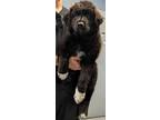 Adopt Bay Not available until 5/03 a Newfoundland Dog, Mixed Breed