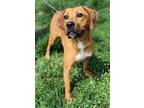 Adopt Sheryl (HW-) a Coonhound, Mixed Breed