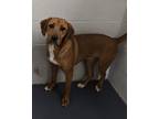 Adopt Sheryl a Coonhound, Mixed Breed